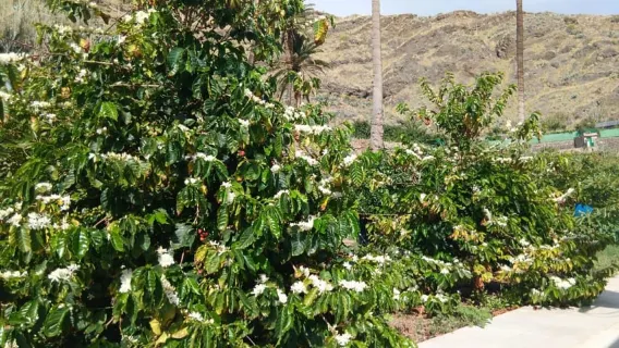 Finca Los Castaños: Agaete Valley Coffee Tour & Tasting