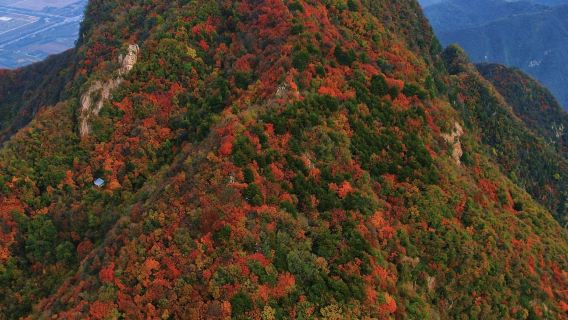 [Lawatan Sehari Gunung Guifeng] Menikmati daun merah*Berjalan kaki di sekitar Xi'an untuk melihat pemandangan daun merah yang indah, menyaksikan hutan yang dipenuhi warna-warni