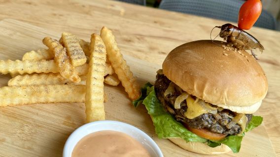 Cocina creativa de insectos