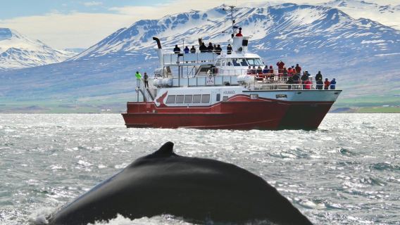 Akureyri: Chuyến du ngoạn ngắm cá voi