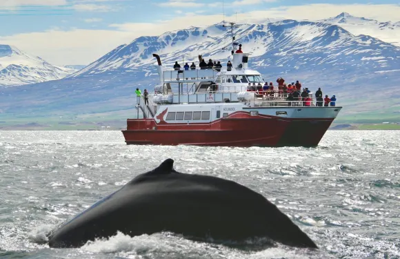 阿克雷裏：觀鯨郵輪