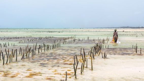 Zanzibar CityExperiences