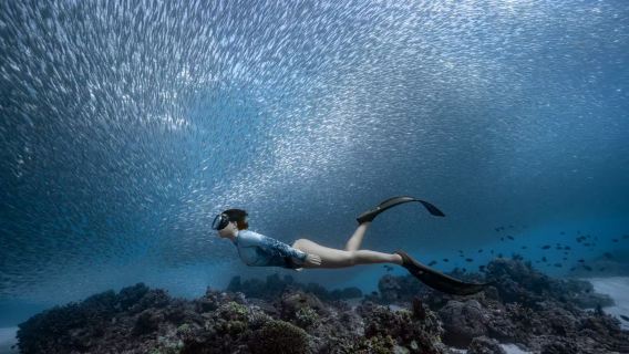 Underwater photography in Bohol, Philippines (3 hours of scuba diving diving) [Bohol Island, Philippines: Sardine run. Underwater photography [Swimming skills required]]