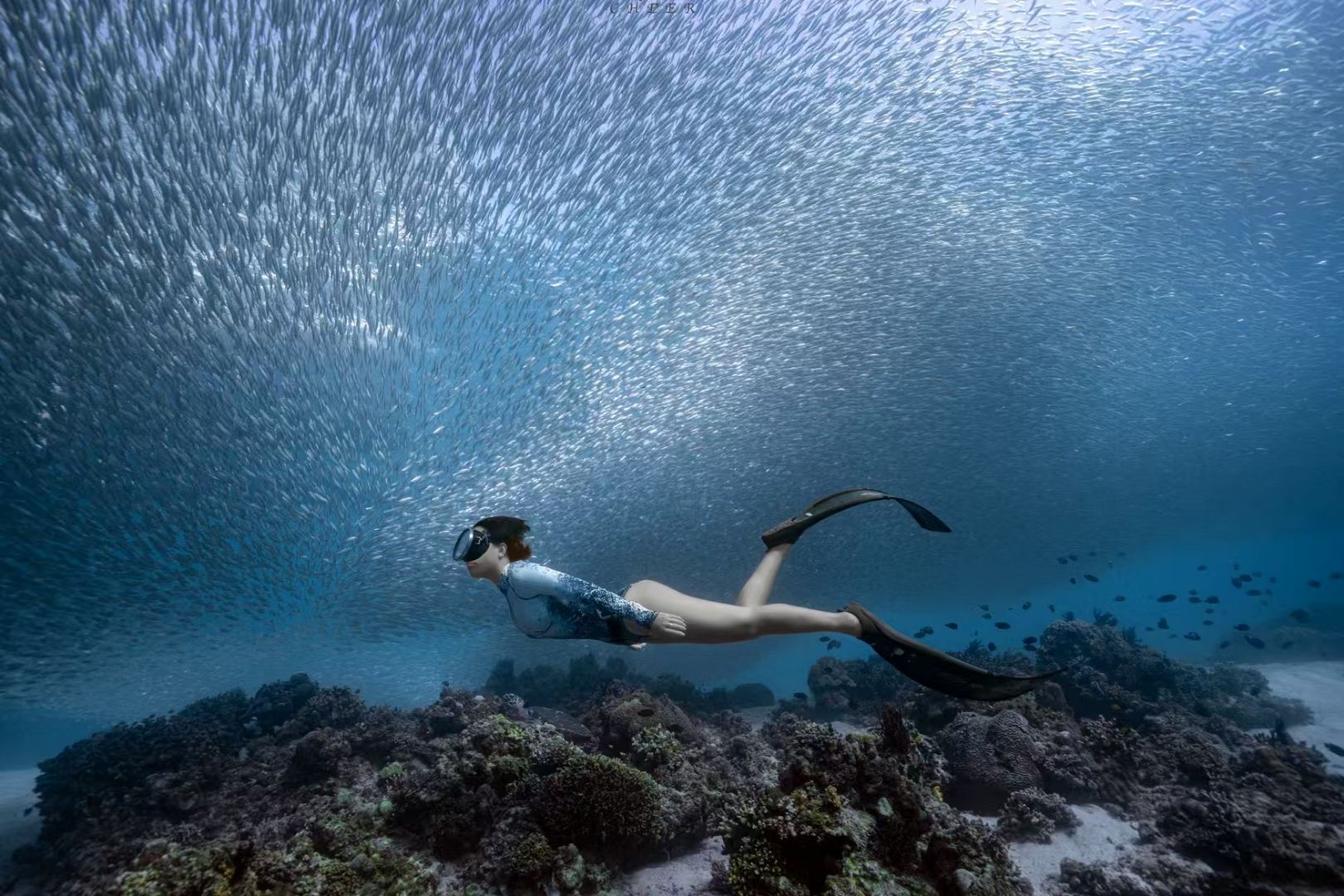 3-Hour Scuba Diving Underwater Photography in Bohol Island, Philippines [Sardine Storm Underwater Photography in Bohol Island, Philippines - Swimming Skills Required]