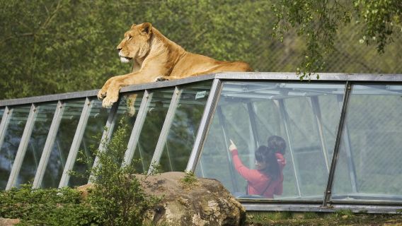 Safari Thoiry: Entry Ticket