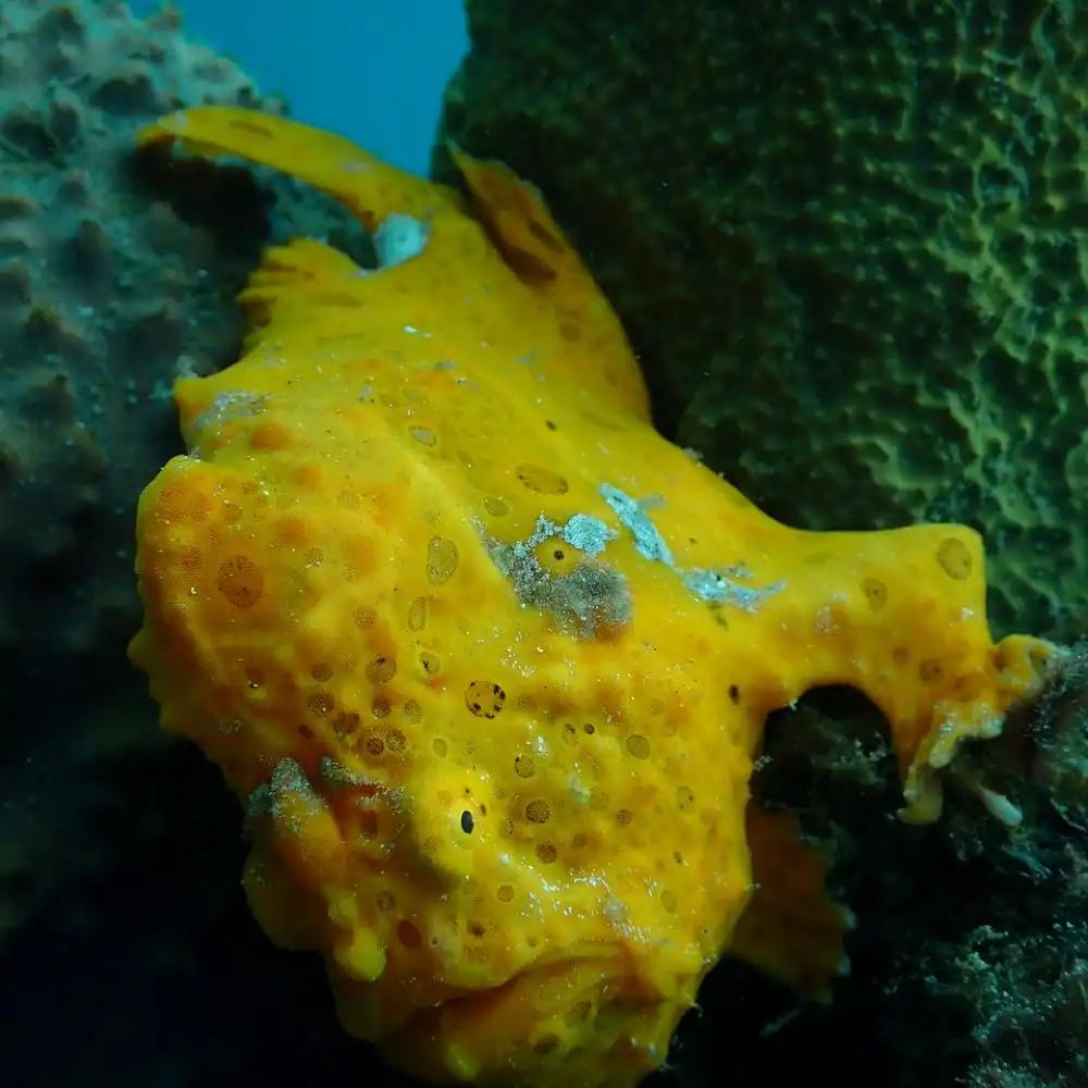 Bunaken & Manado Bay 3-Dive Adventure | Trip.com