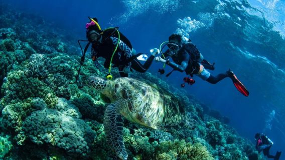 Departure from Dumaguete: APO Island one-day tour- Including Snorkeling & Sea Turtle Watching