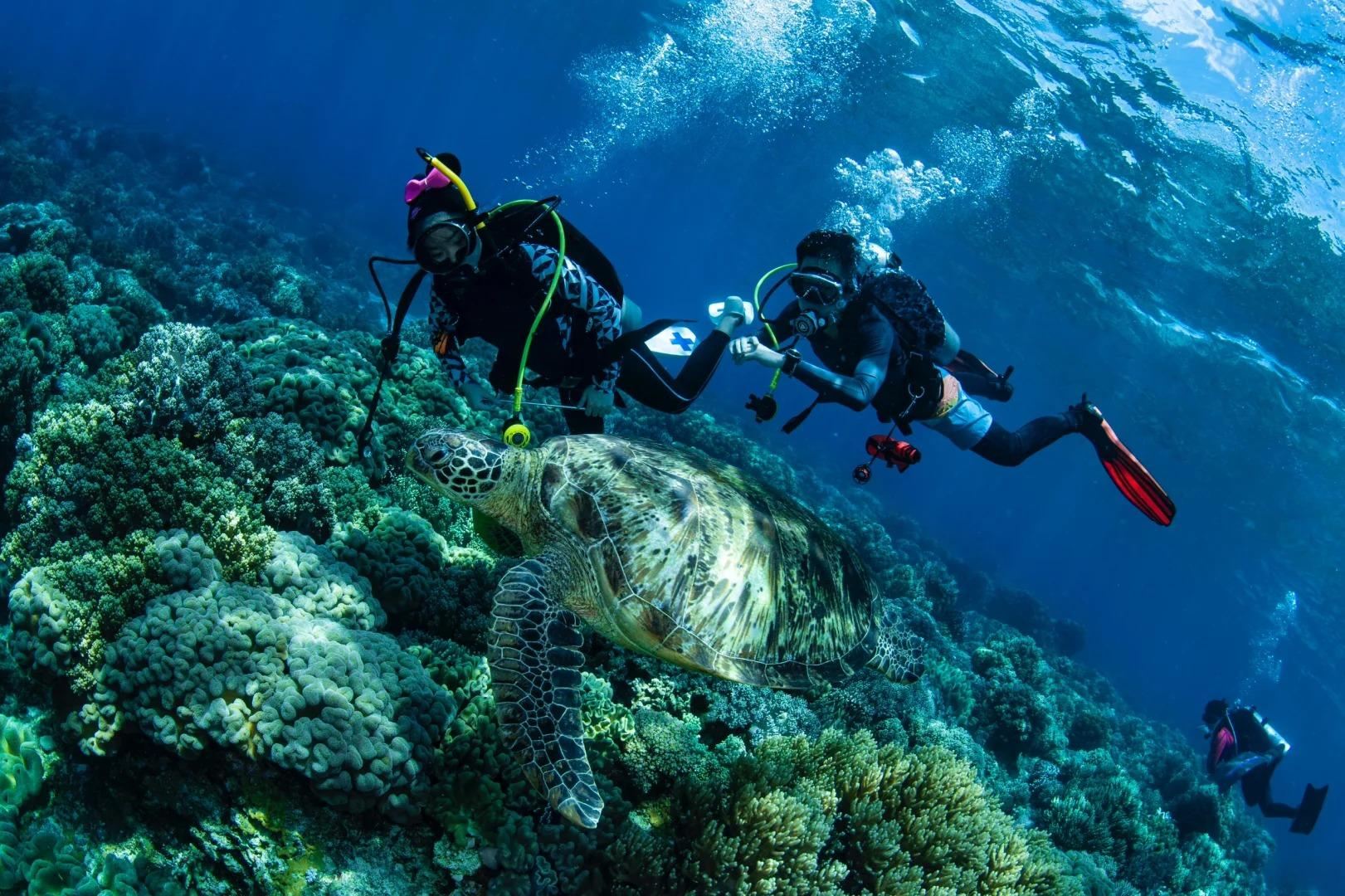 From Dumaguete: Apo Island Day Tour - Including Snorkeling & Turtle Watching