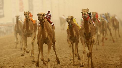 Al Ain full-day with lunch from Dubai Day Tours 7