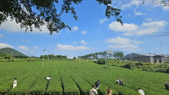 濟州市首個英語巴士之旅，自 2008 年起帶您探索西南地區及漢拏山濟州市亮點