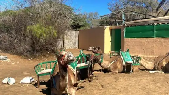 Maspalomas: Guided Camel Ride in the Maspalomas Sand Dunes