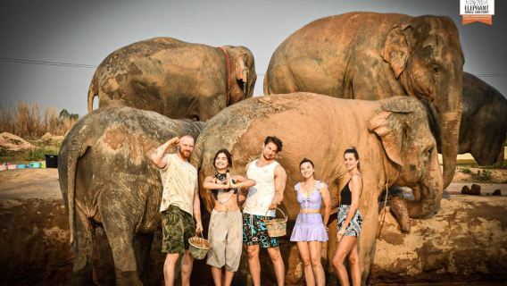 Pattaya: Elefantenfütterung im Dschungelschutzgebiet