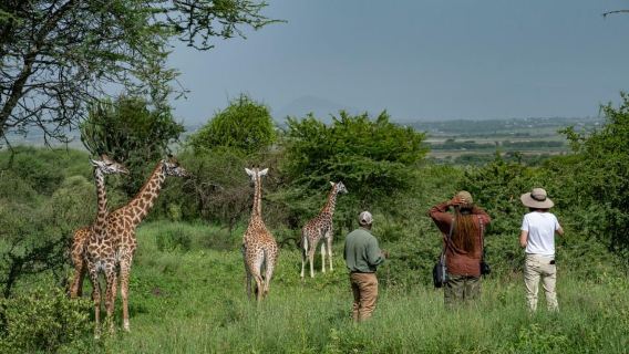 Arusha: Giraffe Centre Guided Tour with Wildlife Walk