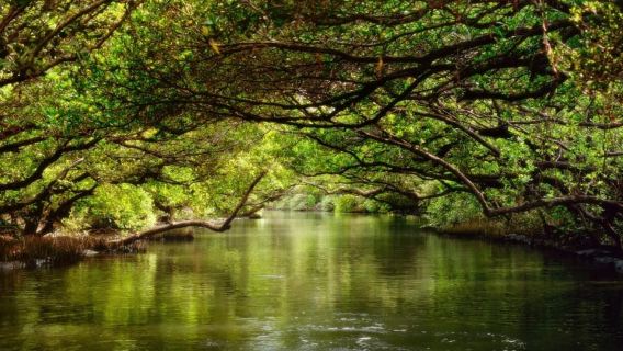 Tainan: Sicao Green Tunnel Scenic Boat Ride