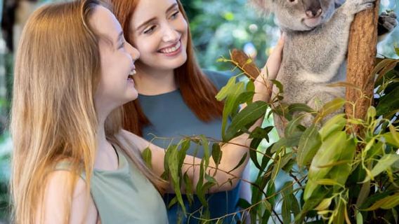 Crucero por el río Brisbane y visita al santuario de koalas