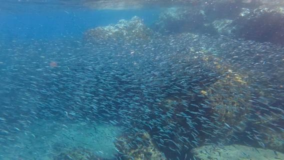 Lawatan snorkel Mengapa tidak?