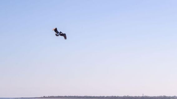 Charleston: tour panoramico del porto e avvistamento dei delfini