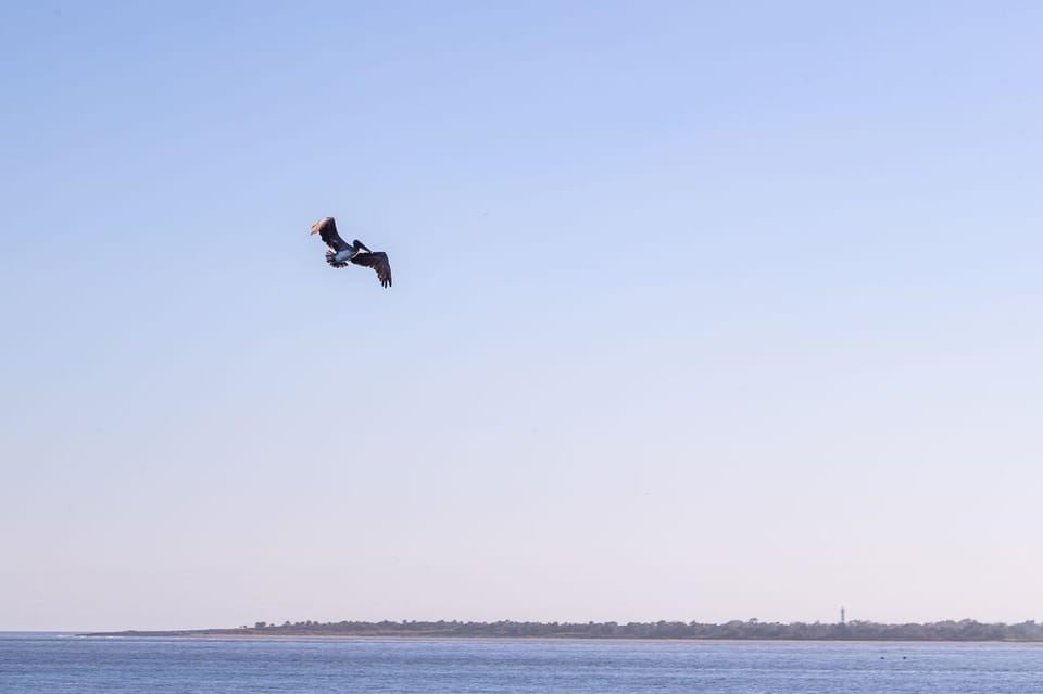 Charleston: tour panoramico del porto e avvistamento dei delfini