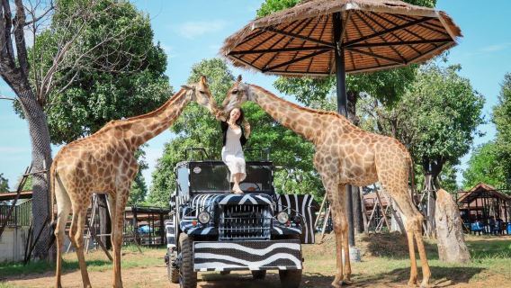 ศรีอยุธยา ไลอ้อน ปาร์ค|สวนสัตว์พระนครศรีอยุธยา สวนสิงโตพร้อมรถจี๊ป|ถ่ายรูปกับยีราฟ ถ่ายรูปกับเสือจากัวร์!! มันเจ๋งมากๆ เลย