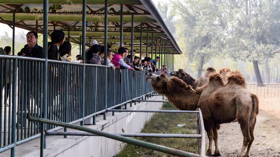 Đặt vé Công viên Động vật hoang dã Tần Lĩnh: Đắm mình trong thế giới động vật quý hiếm
