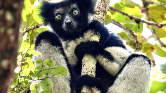馬達加斯加&安達西貝保護區【邂逅狐猴與雨林秘境】專屬包車