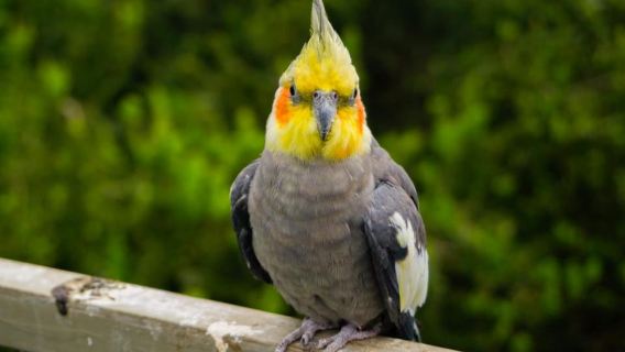 Santiago: Công viên Tricao, Isla Negra và Nhà của Pablo Neruda