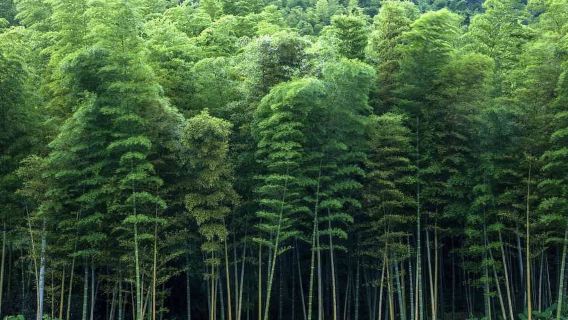 [Chongqing Yongchuan - Leheledu - Tour approfondito di un giorno]