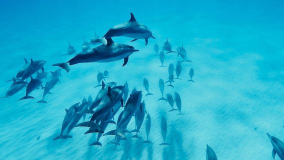 Oahu West Coast Dolphin Swim Half-Day Tour (English Group)