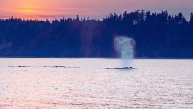 Campbell River: Sunset Salish Sea Whale Watching Tour