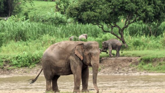 Elephant Nature Park 1-day tour [Hotel transfer/Charity project/No shows]