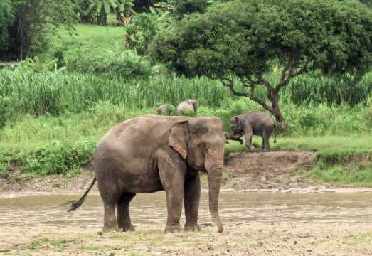 Elephant Nature Park Half-Day Tour [Hotel Transfer / Charity Project / No Shows]