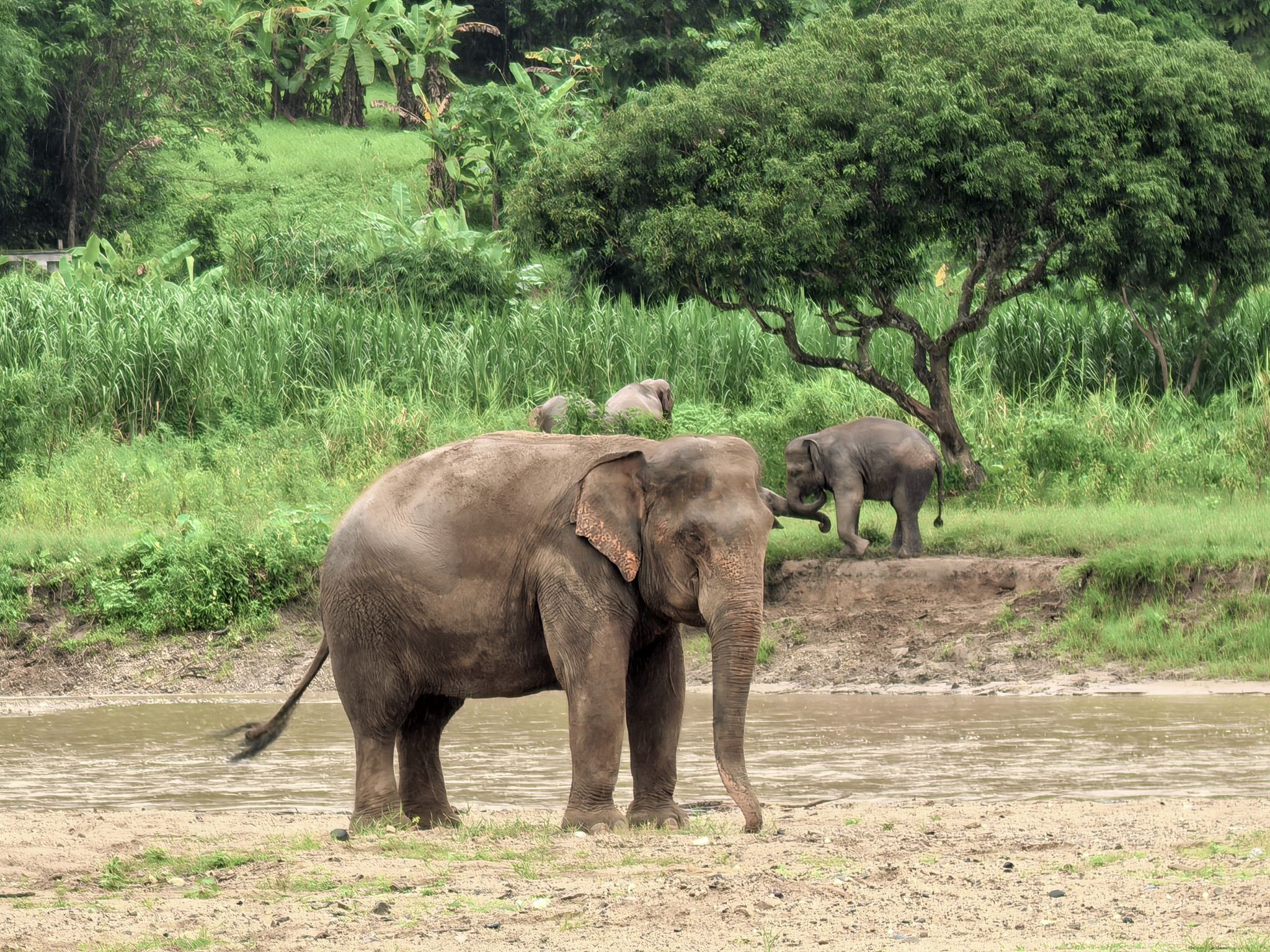 エレファント ネイチャー パーク ワンデーツアー【ホテル送迎/公益プロジェクト/ショーなし】
