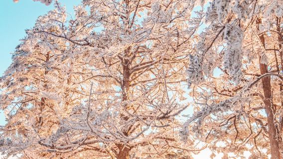 Excursión de un día a la Montaña Xiling de Chengdu en Sichuan, la Plaza Tianfu y el Callejón Kuanzhai con servicio en inglés