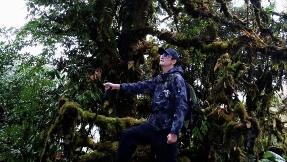 高黎貢山青草嶺毛毛球森林6公里徒步+雷擊木森林+傈僳手抓飯