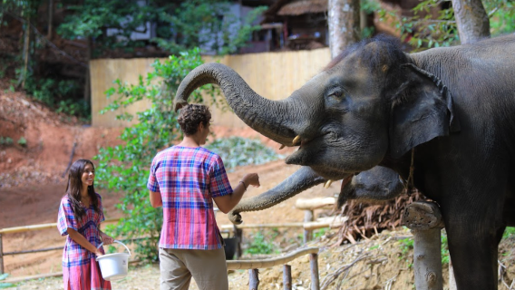Campo di protezione degli elefanti Hug Family a Patong, Phuket, Thailandia - opzione per sessione mattutina o pomeridiana