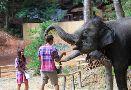 Patong Hug Family Elephant Conservation Camp in Phuket, Thailand - Morning/Afternoon timeslot Available