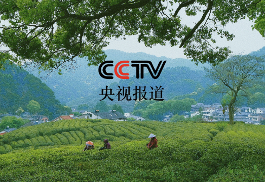 Tea Picking Experience · Hangzhou, Zhejiang · West Lake Longjing · Meijiawu · Tea Culture · Drone Aerial Photography · Core Production Area ·...