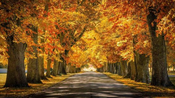 紐西蘭高空彈跳發源地＋箭鎮＋克倫威爾鎮＋瓦坎納一日遊