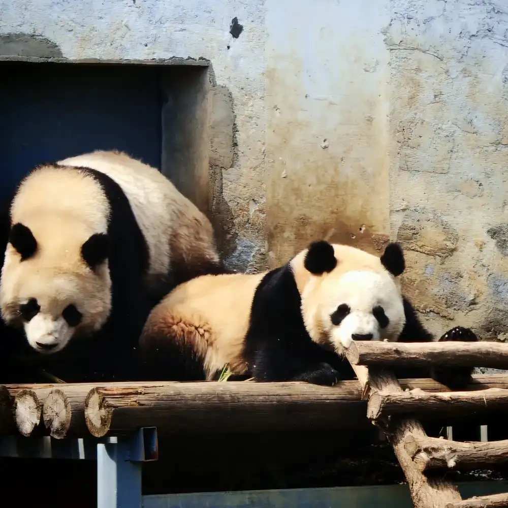 Xi'an Qinling Four Rare Animals Science Park Puzzle Day Tour [Qi