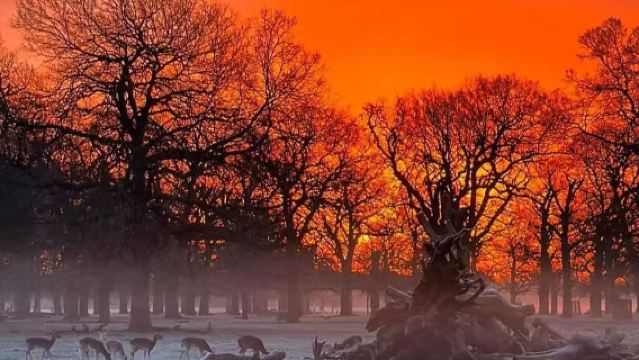 【倫敦版小奈良】布希公園+漢普頓宮+里士滿公園包車一日遊