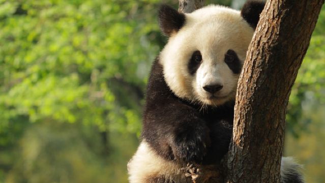 Tagesausflug zum Chengdu Forschungszentrum für die Aufzucht von Großen Pandas + Stadt-Citywalk für entspannte Momente