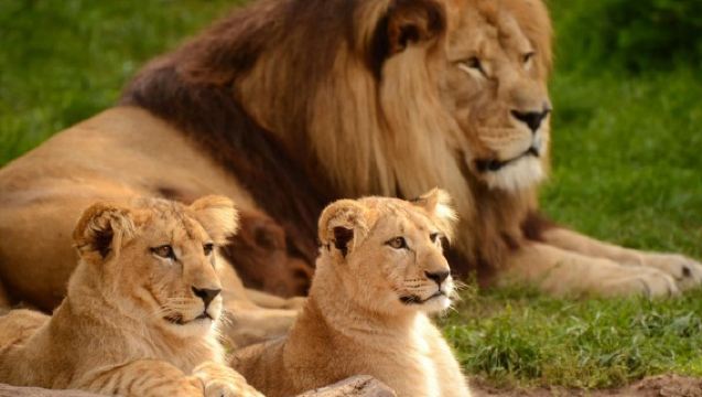 ทัวร์ครึ่งวันพร้อมไกด์ในอุทยานแห่งชาติไนโรบี พร้อมรถ 4*4