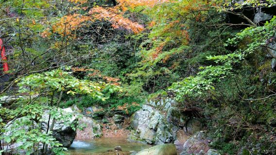 暮林*見山瀑布、大灣村、秋韻馬鬃嶺【1-6 人私人導覽|輕奢自由】