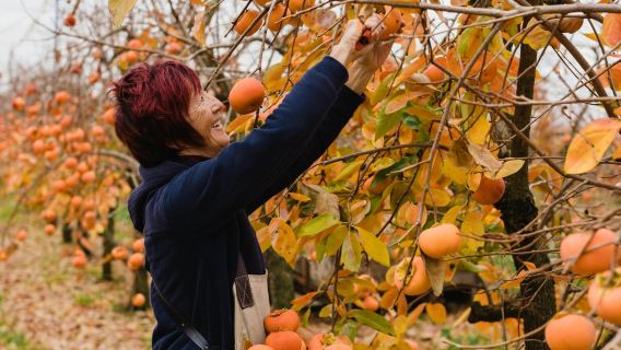 雪梨富貴柿自由採摘一日遊【秋季限定|含小費|中文團】