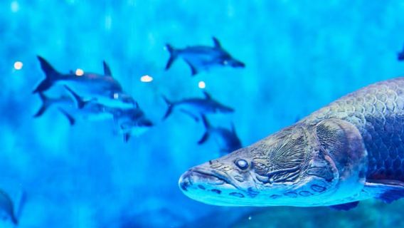 美國西雅圖+凱瑞公園+派克魚市場一日遊/行程可調-可定制