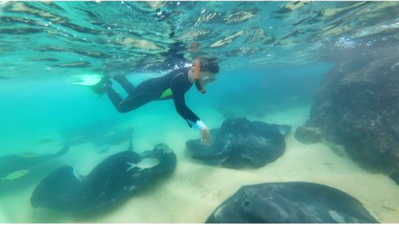 Kursus snorkeling dengan ikan pari PADI di Pulau Fenjie + termasuk tiket masuk, tiket kapal, pengajaran jurulatih dengan pilihan satu-satu