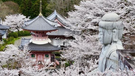 日本大阪來回奈良+宇治-唐招提寺-奈良國立博物館-專享行