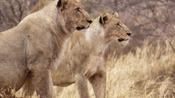 Walking tour with lions and cheetahs in Livingstone, Zambia (excludes park admission ticket)