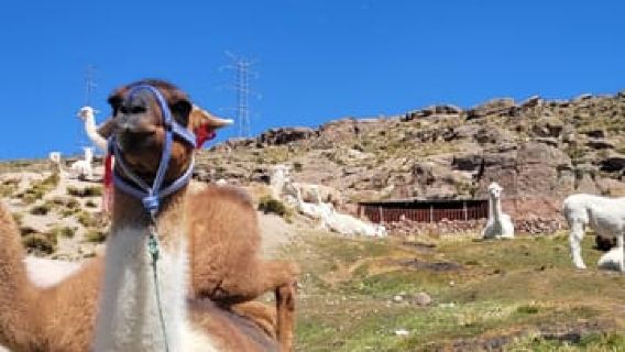 From Arequipa: Colca Canyon Day Hike