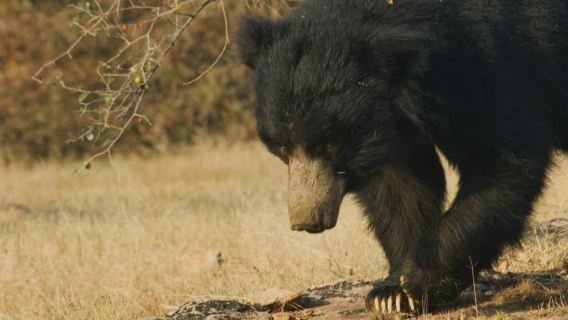 Jaipur: Nahargarh Biological Park Entry Ticket